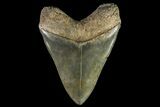 Serrated, Fossil Megalodon Tooth - Georgia #142359-1